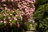 Dunedin;Dunedin-Botanic-Garden;Dunedin-Botanical-Garden;Dunedin-Gardens;flower;flowers;garden;gardens;N.Z.;New-Zealand;NZ;Otago;pink;Rhododendron;S.I.;SI;South-Is.;South-Island;upper-garden;upper-gardens