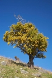 Dunedin;flower;flowers;fresh;grow;growth;icon;icons;Kowhai;Kowhai-Flower;Kowhai-Flowers;Kowhais;N.Z.;native;nature;New-Zealand;NZ;Otago;petal;petals;renew;S.I.;Saddle-Hill;season;seasonal;seasons;SI;Sophora-sp.;South-Is.;South-Island;spring;springtime;symbol;symbols;tree;trees;yellow