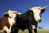 agricultural;agriculture;animal;animals;calves;cattle;country;countryside;cow;cows;dairy;dairy-cow;dairy-cows;dunedin;farm;farming;farmland;farms;field;fields;fur;grass;grassy;Herbivore;Herbivores;Herbivorous;horn;horns;horticulture;Livestock;mammal;mammals;meadow;meadows;new-zealand;otago-peninsula;paddock;paddocks;pasture;pastures;rural;south-island;stock;taieri;two