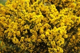 agricultural;agriculture;country;countryside;farm;farming;farmland;farms;field;fields;flower;flowers;gorse;horticulture;meadow;meadows;noxious-weed;paddock;paddocks;pasture;pastures;pest;pests;rural;weed;weeds;yellow