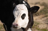 agricultural;agriculture;animal;animals;calf;calves;cattle;country;countryside;cow;cows;dairy;dairy-cow;dairy-cows;dunedin;farm;farming;farmland;farms;field;fields;fur;grass;grassy;Herbivore;Herbivores;Herbivorous;horn;horns;horticulture;Livestock;mammal;mammals;meadow;meadows;new-zealand;otago-peninsula;paddock;paddocks;pasture;pastures;rural;south-island;stock