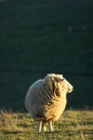 agricultural;agriculture;Animal;Animals;country;countryside;Dunedin;ewes;farm;Farm-animals;farming;farmland;farms;field;fields;herbivore;herbivores;herbivorous;livestock;mammal;mammals;meadow;meadows;N.Z.;New-Zealand;NZ;Otago;Otago-Peninsula;Outdoor;Outdoors;Outside;paddock;paddocks;pasture;pastures;rural;S.I.;Sheep;SI;South-Is.;South-Island;stock;white;wool;woolly;wooly