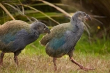 Animal;animals;avian;bird;bird-spotting;bird-watching;bird_watching;birds;chick;chicks;Dunedin;eco-tourism;eco_tourism;Ecosanctuary;ecotourism;Fauna;flightless;flightless-bird;juvenile;juveniles;N.Z.;Natural;Nature;New-Zealand;notornis;NZ;Orakanui;Orakanui-Ecosanctuary;Ornithology;Orokanui;Orokanui-Ecosanctuary;Porphyrio-hochstetteri;predator-free;reserve;S.I.;SI;South-Island;South-Island-Takahe;Takahe;Takahe-chick;Takahe-chicks;takahes;wild;wildlife;wildlife-reserve