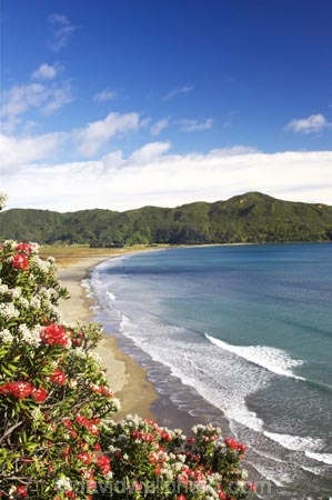 bay;bays;beach;beaches;coast;coastal;coastline;east-cape;east-coast;Eastland;flower;flowers;hicks-bay;Hicks-Bay;new-zealand;north-is.;north-island;ocean;oceans;Onepoto-Bay;pohutukawa;pohutukawa-flower;pohutukawa-flowers;pohutukawa-tree;pohutukawa-trees;pohutukawas;sand;sandy;sea;shore;shoreline;surf;tree;trees;wave;waves