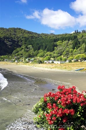 bay;bays;beach;beaches;coast;coastal;coastline;east-cape;east-coast;Eastland;flower;flowers;hicks-bay;Hicks-Bay;metrosideros-excelsa;new-zealand;north-is.;north-island;ocean;oceans;Onepoto-Bay;pohutukawa;pohutukawa-flower;pohutukawa-flowers;pohutukawa-tree;pohutukawa-trees;pohutukawas;sand;sandy;sea;shore;shoreline;surf;tree;trees;wave;waves