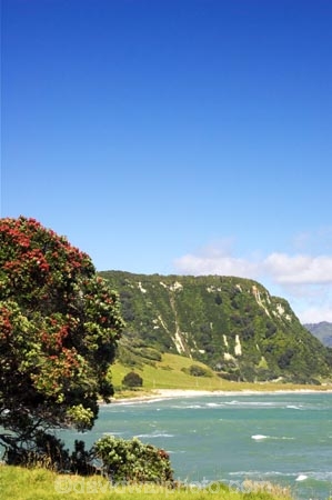 beach;beaches;coast;coastal;coastline;Eastland;flower;flowers;metrosideros-excelsa;new-zealand;north-is.;north-island;ocean;oceans;pohutakawa;pohutakawas;pohutukawa;pohutukawa-flower;pohutukawa-flowers;pohutukawa-tree;pohutukawa-trees;pohutukawas;sand;sandy;sea;shore;shoreline;surf;Te-Araroa;tree;trees;wave;waves