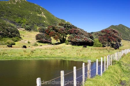 agricultural;agriculture;country;countryside;crop;crops;east-cape;east-coast;eastland;farm;farming;farmland;farms;fence;fenceline;fencelines;fences;field;fields;flower;flowers;hill;hills;horticulture;meadow;meadows;metrosideros-excelsa;new-zealand;north-is.;north-island;paddock;paddocks;pasture;pastures;pohutakawa;pohutakawas;pohutukawa;pohutukawa-flower;pohutukawa-flowers;pohutukawa-tree;pohutukawa-trees;pohutukawas;pond;ponds;rural;tree;trees