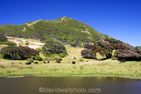 agricultural;agriculture;country;countryside;crop;crops;east-cape;east-coast;eastland;farm;farming;farmland;farms;field;fields;flower;flowers;hill;hills;horticulture;meadow;meadows;metrosideros-excelsa;new-zealand;north-is.;north-island;paddock;paddocks;pasture;pastures;pohutakawa;pohutakawas;pohutukawa;pohutukawa-flower;pohutukawa-flowers;pohutukawa-tree;pohutukawa-trees;pohutukawas;pond;ponds;rural;tree;trees