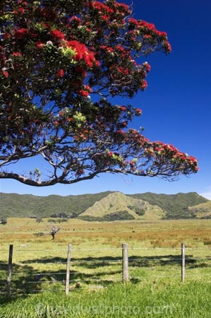 agricultural;agriculture;country;countryside;crop;crops;east-cape;east-coast;eastland;farm;farming;farmland;farms;fence;fenceline;fencelines;fences;field;fields;flower;flowers;hill;hills;horticulture;meadow;meadows;metrosideros-excelsa;new-zealand;north-is.;north-island;paddock;paddocks;pasture;pastures;pohutakawa;pohutakawas;pohutukawa;pohutukawa-flower;pohutukawa-flowers;pohutukawa-tree;pohutukawa-trees;pohutukawas;rural;tree;trees