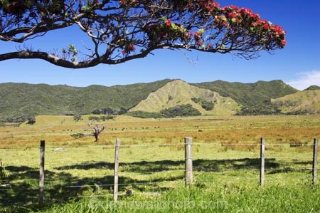 agricultural;agriculture;country;countryside;crop;crops;east-cape;east-coast;eastland;farm;farming;farmland;farms;fence;fenceline;fencelines;fences;field;fields;flower;flowers;hill;hills;horticulture;meadow;meadows;metrosideros-excelsa;new-zealand;north-is.;north-island;paddock;paddocks;pasture;pastures;pohutakawa;pohutakawas;pohutukawa;pohutukawa-flower;pohutukawa-flowers;pohutukawa-tree;pohutukawa-trees;pohutukawas;rural;tree;trees
