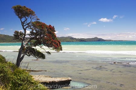 beach;beaches;coast;coastal;coastline;east-cape;east-coast;Eastland;new-zealand;north-is.;north-island;ocean;oceans;pohutukawa;pohutukawa-flower;pohutukawa-flowers;pohutukawa-tree;pohutukawa-trees;pohutukawas;sea;shore;shoreline;surf;Te-Araroa;tree;trees;wave;waves