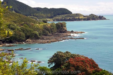 coast;coastal;coastline;east-cape;east-coast;flower;flowers;metrosideros-excelsa;new-zealand;north-is.;north-island;ocean;oceans;plant;plants;pohutakawa;pohutakawas;pohutukawa;pohutukawa-flower;pohutukawa-flowers;pohutukawa-tree;pohutukawa-trees;pohutukawas;sea;shore;shoreline;surf;tree;trees;wave;waves;Whitianga-Bay
