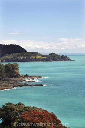 coast;coastal;coastline;east-cape;east-coast;flower;flowers;metrosideros-excelsa;new-zealand;north-is.;north-island;ocean;oceans;plant;plants;pohutakawa;pohutakawas;pohutukawa;pohutukawa-flower;pohutukawa-flowers;pohutukawa-tree;pohutukawa-trees;pohutukawas;sea;shore;shoreline;surf;tree;trees;wave;waves;Whitianga-Bay
