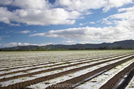 commercial-produce-garden;country;countryside;crop;crops;Eastland;farm;farming;farmland;farms;field;fields;garden;gardens;Gisborne;horticulture;market-garden;market-gardens;meadow;meadows;N.I.;N.Z.;New-Zealand;NI;North-Is;North-Is.;North-Island;NZ;paddock;paddocks;pasture;pastures;produce;row;rows;rural;season;seasonal;seasons;spring;springtime;vegetable-garden;vegetable-gardens;vegetables