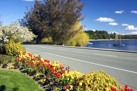 blossom;bright;colorful;colourful;Fiordland;flower;flowers;garden;gardens;lake;Lake-Te-Anau;lakes;lakeside;New-Zealand;red;road;roads;South-Island;southland;spring;te-anau;waterfront;yellow