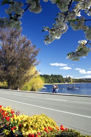 blossom;bright;colorful;colourful;Fiordland;flower;flowers;garden;gardens;lake;Lake-Te-Anau;lakes;lakeside;New-Zealand;red;road;roads;South-Island;southland;spring;te-anau;waterfront;yellow