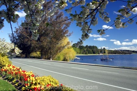 blossom;bright;colorful;colourful;Fiordland;flower;flowers;garden;gardens;lake;Lake-Te-Anau;lakes;lakeside;New-Zealand;red;road;roads;South-Island;southland;spring;te-anau;waterfront;yellow