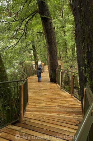 bad-weather;beautiful;beauty;Beech-Forest;boardwalks;boradwalk;bush;endemic;fiordland;Fiordland-N.P;fiordland-national-park;Fiordland-NP;footpath;footpaths;forest;forests;green;milford-road;Mirror-Lakes;n.z.;national-park;National-parks;native;native-bush;natives;natural;nature;new-zealand;Nothofagus;nz;path;paths;rain;rain-forest;rain-forests;rain_forest;rain_forests;rainforest;rainforests;raining;rainy;S.I.;scene;scenic;SI;South-Island;South-West-New-Zealand-World-Her;southern-beeches;Southland;te-wahipounamu;te-wahipounamu-south_west-new;tree;tree-trunk;tree-trunks;trees;trunk;trunks;walkway;walkways;wood;woods;world-heirtage-site;world-heritage-area