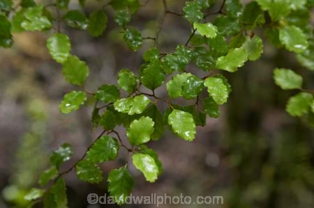 beautiful;beauty;Beech-Forest;beech-tree;bush;endemic;fiordland;Fiordland-N.P;fiordland-national-park;Fiordland-NP;forest;forests;green;leaf;leaves;milford-road;n.z.;national-park;National-parks;native;native-bush;natives;natural;nature;new-zealand;Nothofagus;nz;rain-forest;rain-forests;rain_forest;rain_forests;rainforest;rainforests;S.I.;scene;scenic;SI;South-Island;South-West-New-Zealand-World-Her;southern-beeches;Southland;te-wahipounamu;te-wahipounamu-south_west-new;tree;trees;wood;woods;world-heirtage-site;world-heritage-area