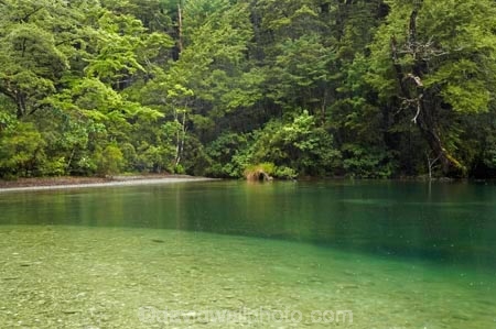 bad-weather;beautiful;beauty;Beech-Forest;bush;endemic;fiordland;Fiordland-N.P;fiordland-national-park;Fiordland-NP;forest;forests;green;lake;lake-gunn;lakes;lush-verdant;milford-road;n.z.;national-park;National-parks;native;native-bush;natives;natural;nature;new-zealand;Nothofagus;nz;rain;rain-forest;rain-forests;rain_forest;rain_forests;rainforest;rainforests;raining;rainy;S.I.;scene;scenic;SI;South-Island;South-West-New-Zealand-World-Her;southern-beeches;Southland;te-wahipounamu;te-wahipounamu-south_west-new;tree;trees;wood;woods;world-heirtage-site;world-heritage-area