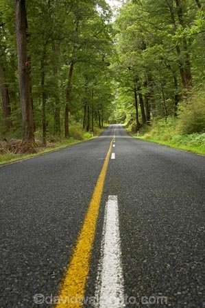 beautiful;beauty;Beech-Forest;bush;centre-line;centre-lines;centre_line;centre_lines;centreline;centrelines;driving;endemic;fiordland;Fiordland-N.P;fiordland-national-park;Fiordland-NP;forest;forests;glade;green;highway;highways;lush;milford-road;n.z.;national-park;National-parks;native;native-bush;natives;natural;nature;new-zealand;no-overtaking-line;no-overtaking-lines;no-passing-line;no-passing-lines;no_overtaking-line;no_overtaking-lines;no_passing-line;no_passing-lines;Nothofagus;nz;open-road;open-roads;rain-forest;rain-forests;rain_forest;rain_forests;rainforest;rainforests;road;road-trip;roads;S.I.;scene;scenic;SI;South-Island;South-West-New-Zealand-World-Her;southern-beeches;Southland;straight;te-wahipounamu;te-wahipounamu-south_west-new;timber;transport;transportation;travel;traveling;travelling;tree;tree-trunk;tree-trunks;trees;trip;trunk;trunks;verdant;wood;woods;world-heirtage-site;world-heritage-area;yellow-line;yellow-lines