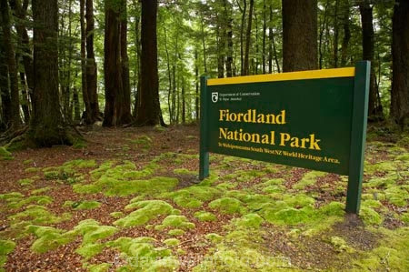 beautiful;beauty;Beech-Forest;bush;endemic;fiordland;Fiordland-N.P;fiordland-national-park;Fiordland-NP;forest;forests;glade;green;lush;milford-road;moss;mosses;n.z.;national-park;National-parks;native;native-bush;natives;natural;nature;new-zealand;Nothofagus;nz;rain-forest;rain-forests;rain_forest;rain_forests;rainforest;rainforests;S.I.;scene;scenic;SI;sign;signs;South-Island;South-West-New-Zealand-World-Her;southern-beeches;Southland;te-wahipounamu;te-wahipounamu-south_west-new;timber;tree;tree-trunk;tree-trunks;trees;trunk;trunks;verdant;wood;woods;world-heirtage-site;world-heritage-area