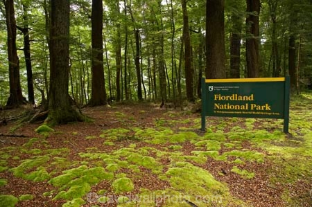 beautiful;beauty;Beech-Forest;bush;endemic;fiordland;Fiordland-N.P;fiordland-national-park;Fiordland-NP;forest;forests;glade;green;lush;milford-road;moss;mosses;n.z.;national-park;National-parks;native;native-bush;natives;natural;nature;new-zealand;Nothofagus;nz;rain-forest;rain-forests;rain_forest;rain_forests;rainforest;rainforests;S.I.;scene;scenic;SI;sign;signs;South-Island;South-West-New-Zealand-World-Her;southern-beeches;Southland;te-wahipounamu;te-wahipounamu-south_west-new;timber;tree;tree-trunk;tree-trunks;trees;trunk;trunks;verdant;wood;woods;world-heirtage-site;world-heritage-area
