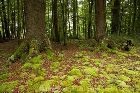 beautiful;beauty;Beech-Forest;bush;endemic;fiordland;Fiordland-N.P;fiordland-national-park;Fiordland-NP;forest;forests;glade;green;lush;milford-road;moss;mosses;n.z.;national-park;National-parks;native;native-bush;natives;natural;nature;new-zealand;Nothofagus;nz;rain-forest;rain-forests;rain_forest;rain_forests;rainforest;rainforests;S.I.;scene;scenic;SI;South-Island;South-West-New-Zealand-World-Her;southern-beeches;Southland;te-wahipounamu;te-wahipounamu-south_west-new;timber;tree;tree-trunk;tree-trunks;trees;trunk;trunks;verdant;wood;woods;world-heirtage-site;world-heritage-area