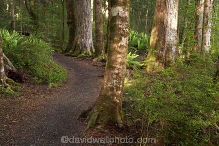 beautiful;beauty;Beech-Forest;bush;endemic;fiordland;Fiordland-N.P;fiordland-national-park;Fiordland-NP;forest;forests;great-walks;green;high;hiking;hiking-track;hiking-tracks;Kepler-Track;n.z.;national-park;National-parks;native;native-bush;natives;natural;nature;new-zealand;Nothofagus;nz;rain-forest;rain-forests;rain_forest;rain_forests;rainforest;rainforests;S.I.;scene;scenic;SI;South-Island;South-West-New-Zealand-World-Her;southern-beeches;Southland;te-wahipounamu;te-wahipounamu-south_west-new;track;tracks;tramping;tramping-track;tree;trees;trek;treking;trekking;walking;walking-track;walking-tracks;wood;woods;world-heirtage-site;world-heritage-area