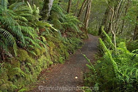 beautiful;beauty;Beech-Forest;bush;endemic;fiordland;Fiordland-N.P;fiordland-national-park;Fiordland-NP;forest;forests;great-walks;green;high;hiking;hiking-track;hiking-tracks;Kepler-Track;n.z.;national-park;National-parks;native;native-bush;natives;natural;nature;new-zealand;Nothofagus;nz;rain-forest;rain-forests;rain_forest;rain_forests;rainforest;rainforests;S.I.;scene;scenic;SI;South-Island;South-West-New-Zealand-World-Her;southern-beeches;Southland;te-wahipounamu;te-wahipounamu-south_west-new;track;tracks;tramping;tramping-track;tree;trees;trek;treking;trekking;walking;walking-track;walking-tracks;wood;woods;world-heirtage-site;world-heritage-area