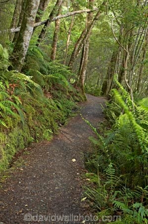 beautiful;beauty;Beech-Forest;bush;endemic;fiordland;Fiordland-N.P;fiordland-national-park;Fiordland-NP;forest;forests;great-walks;green;high;hiking;hiking-track;hiking-tracks;Kepler-Track;n.z.;national-park;National-parks;native;native-bush;natives;natural;nature;new-zealand;Nothofagus;nz;rain-forest;rain-forests;rain_forest;rain_forests;rainforest;rainforests;S.I.;scene;scenic;SI;South-Island;South-West-New-Zealand-World-Her;southern-beeches;Southland;te-wahipounamu;te-wahipounamu-south_west-new;track;tracks;tramping;tramping-track;tree;treeping-track;trees;trek;treking;trekking;walking;walking-track;walking-tracks;wood;woods;world-heirtage-site;world-heritage-area