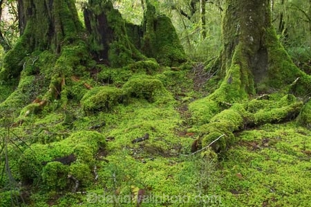 beautiful;beauty;Beech-Forest;bush;endemic;fiordland;Fiordland-N.P;fiordland-national-park;Fiordland-NP;forest;forests;glade;green;island;kb1a5124;lush;milford-road;moss;mosses;N.Z.;national-park;National-parks;native;native-bush;native-forest;natives;natural;nature;new;new-zealand;Nothofagus;nz;rain-forest;rain-forests;rain_forest;rain_forests;rainforest;rainforests;S.I.;scene;scenic;SI;south;South-Is.;South-Island;South-West-New-Zealand-World-Her;southern-beeches;Southland;te-wahipounamu;te-wahipounamu-south_west-new;timber;tree;tree-trunk;tree-trunks;trees;trunk;trunks;verdant;wood;woods;world-heirtage-site;World-Heritage-Area;World-Heritage-Site;zealand