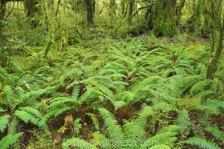 beautiful;beauty;Beech-Forest;bush;endemic;fern;ferns;fiordland;Fiordland-N.P;fiordland-national-park;Fiordland-NP;forest;forests;frond;fronds;glade;green;island;kb1a5124;kb1a5125;lush;milford-road;moss;mosses;N.Z.;national-park;National-parks;native;native-bush;native-forest;natives;natural;nature;new;new-zealand;Nothofagus;nz;rain-forest;rain-forests;rain_forest;rain_forests;rainforest;rainforests;S.I.;scene;scenic;SI;south;South-Is.;South-Island;South-West-New-Zealand-World-Her;southern-beeches;Southland;te-wahipounamu;te-wahipounamu-south_west-new;timber;tree;tree-trunk;tree-trunks;trees;trunk;trunks;verdant;wood;woods;world-heirtage-site;World-Heritage-Area;World-Heritage-Site;zealand
