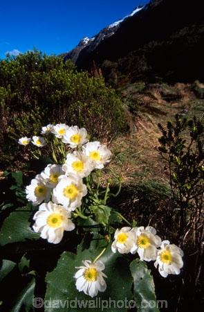 alpine;alpine-flower;alpine-flowers;cluster;clusters;flower;Mount-Cook-Buttercup;petal;petals;pure-white;stamen;white;yellow-stamens