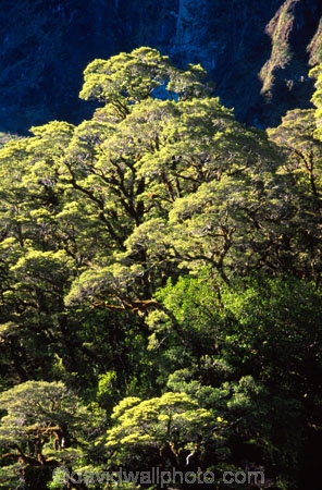 bush;endemic;forests;native;natives;New-Zealand;Nothofagus;southern-beeches;timber;tree;trees;wood