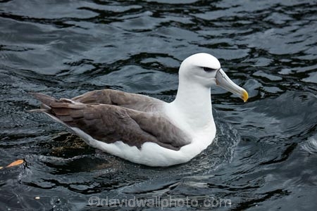 Albatross;Albatrosses;animal;animals;aquatic-bird;aquatic-birds;beak;beaks;bill;bills;bird;bird-watching;bird_watching;birds;coast;coastal;coasts;Diomedea-steadi;Diomedia-cauta;Diomedia-cauta-steadi;Diomedia-steadi;Doubtful-Sound;eco-tourism;eco_tourism;ecotourism;feather;feathers;Fiordland;Fiordland-N.P.;Fiordland-National-Park;Fiordland-NP;marine;marine-bird;marine-birds;marinebird;marinebirds;Mollymawk;Mollymawks;N.Z.;national-park;national-parks;natural-history;nature;new-zealand;New-Zealand-White_capped-Mollymawk;NZ;ocean;oceans;ornithology;pacific-ocean;S.I.;sea;sea-bird;sea-birds;seabird;seabirds;shores;Shy-Albatross;Shy-Albatrosses;SI;South-IS;South-Island;Southland;Sth-Is;Te-Waipounamu;Te-Waipounamu-World-Heritage-Site;Thalassarche-cauta-steadi;Thalassarche-steadi;UN-world-heritage-area;UN-world-heritage-site;UNESCO-World-Heritage-area;UNESCO-World-Heritage-Site;united-nations-world-heritage-area;united-nations-world-heritage-site;water-bird;water-birds;waterbird;waterbirds;White_capped-Mollymawk;White_capped-Mollymawks;wildlife;world-heritage;world-heritage-area;world-heritage-areas;World-Heritage-Park;World-Heritage-site;World-Heritage-Sites
