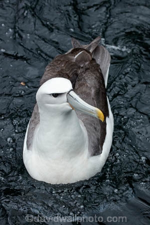 Albatross;Albatrosses;animal;animals;aquatic-bird;aquatic-birds;beak;beaks;bill;bills;bird;bird-watching;bird_watching;birds;coast;coastal;coasts;Diomedea-steadi;Diomedia-cauta;Diomedia-cauta-steadi;Diomedia-steadi;Doubtful-Sound;eco-tourism;eco_tourism;ecotourism;feather;feathers;Fiordland;Fiordland-N.P.;Fiordland-National-Park;Fiordland-NP;marine;marine-bird;marine-birds;marinebird;marinebirds;Mollymawk;Mollymawks;N.Z.;national-park;national-parks;natural-history;nature;new-zealand;New-Zealand-White_capped-Mollymawk;NZ;ocean;oceans;ornithology;pacific-ocean;S.I.;sea;sea-bird;sea-birds;seabird;seabirds;shores;Shy-Albatross;Shy-Albatrosses;SI;South-IS;South-Island;Southland;Sth-Is;Te-Waipounamu;Te-Waipounamu-World-Heritage-Site;Thalassarche-cauta-steadi;Thalassarche-steadi;UN-world-heritage-area;UN-world-heritage-site;UNESCO-World-Heritage-area;UNESCO-World-Heritage-Site;united-nations-world-heritage-area;united-nations-world-heritage-site;water-bird;water-birds;waterbird;waterbirds;White_capped-Mollymawk;White_capped-Mollymawks;wildlife;world-heritage;world-heritage-area;world-heritage-areas;World-Heritage-Park;World-Heritage-site;World-Heritage-Sites