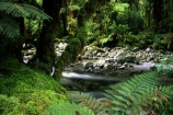beauty;fern;ferns;middle-earth;native-bush;natural;nature;new-zealand;scene;scenic;south-west;southland;streams;te-wahipounamu-south_west-new-zealand-world-hertitage-area