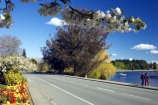 blossom;bright;colorful;colourful;Fiordland;flower;flowers;garden;gardens;lake;Lake-Te-Anau;lakes;lakeside;New-Zealand;red;road;roads;South-Island;southland;spring;te-anau;waterfront;yellow