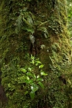 beautiful;beauty;Beech-Forest;bush;endemic;epiphyte;epiphytes;epiphytic;fiordland;Fiordland-N.P;fiordland-national-park;forest;forests;green;milford-road;n.z.;national-park;National-parks;native;native-bush;natives;natural;nature;new-zealand;Nothofagus;nz;plant;plants;rain-forest;rain-forests;rain_forest;rain_forests;rainforest;rainforests;S.I.;scene;scenic;SI;South-Island;South-West-New-Zealand-World-Her;southern-beeches;Southland;te-wahipounamu;te-wahipounamu-south_west-new;tree;tree-trunk;tree-trunks;trees;wood;woods;world-heirtage-site;world-heritage-area
