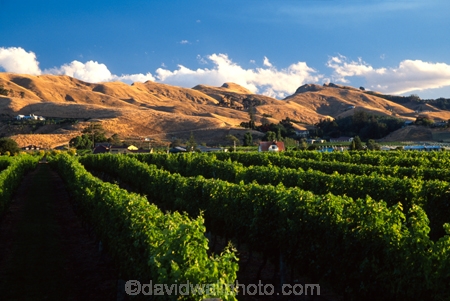 vine;vines;vineyard;vineyards;wine;wines;winery;wineries;grape;grapes;vintage;grapevine;horticulture;cultivation;rural;farm;farms;farming;field;fields;crop;crops;row;rows