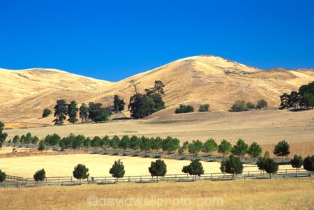 golden;hills;range;grass;farm;farming;farms;paddock;paddocks;field;fields;cultivated;farmed;pasture;pastures;meadow;meadows;agriculture;rural;sheep;flock;herd;mob