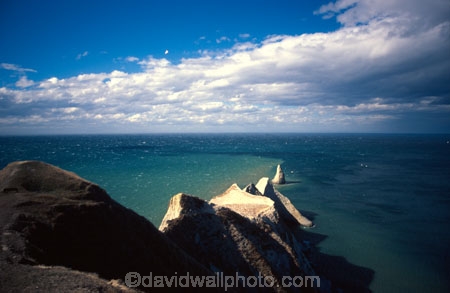 Morus-serrator;australasian-gannets;bird;birds;wildlife;nest;nests;colonies;nature;native;new-zealand;natural-history;bird_watching;bird-watching;birdwatching;ornithology;colony;white-cliffs;cliff;mudstone;sandstone;sand_stone;sand-stone;bluff;bluffs;coast;coastal;point;promontory