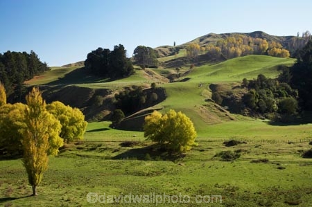 agricultural;agriculture;autuminal;autumn;autumn-colour;autumn-colours;autumnal;color;colors;colour;colours;country;countryside;deciduous;Esk-Valley;fall;farm;farming;farmland;farms;field;fields;Hawkes-Bay;leaf;leaves;meadow;meadows;N.I.;N.Z.;near-Napier;New-Zealand;NI;North-Island;NZ;paddock;paddocks;pasture;pastures;poplar;poplar-tree;poplar-trees;poplars;rural;season;seasonal;seasons;tree;trees;willow;willow-tree;willow-trees;willows