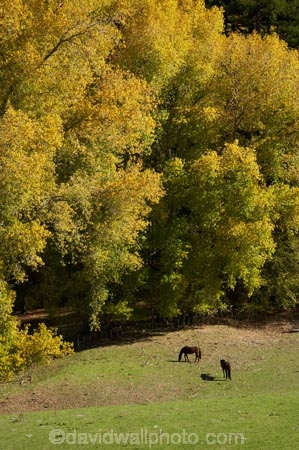 agricultural;agriculture;autuminal;autumn;autumn-colour;autumn-colours;autumnal;color;colors;colour;colours;country;countryside;deciduous;Esk-Valley;fall;farm;farming;farmland;farms;field;fields;Hawkes-Bay;leaf;leaves;meadow;meadows;N.I.;N.Z.;near-Napier;New-Zealand;NI;North-Island;NZ;paddock;paddocks;pasture;pastures;rural;season;seasonal;seasons;tree;trees;willow;willow-tree;willow-trees;willows