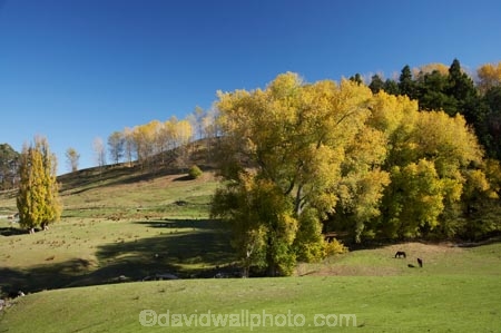 agricultural;agriculture;autuminal;autumn;autumn-colour;autumn-colours;autumnal;color;colors;colour;colours;country;countryside;deciduous;Esk-Valley;fall;farm;farming;farmland;farms;field;fields;Hawkes-Bay;leaf;leaves;meadow;meadows;N.I.;N.Z.;near-Napier;New-Zealand;NI;North-Island;NZ;paddock;paddocks;pasture;pastures;rural;season;seasonal;seasons;tree;trees;willow;willow-tree;willow-trees;willows