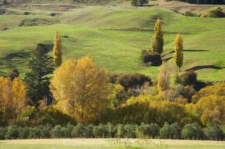 agricultural;agriculture;autuminal;autumn;autumn-colour;autumn-colours;autumnal;color;colors;colour;colours;country;countryside;deciduous;Esk-Valley;fall;farm;farming;farmland;farms;field;fields;Hawkes-Bay;leaf;leaves;meadow;meadows;N.I.;N.Z.;near-Napier;New-Zealand;NI;North-Island;NZ;paddock;paddocks;pasture;pastures;poplar;poplar-tree;poplar-trees;poplars;rural;season;seasonal;seasons;tree;trees;willow;willow-tree;willow-trees;willows