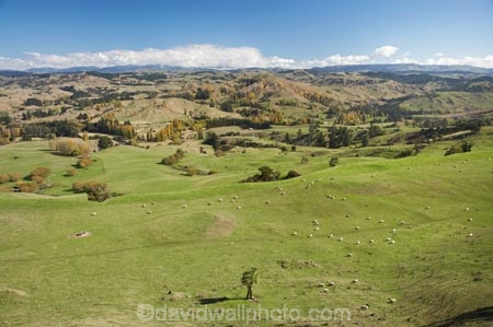 agricultural;agriculture;autuminal;autumn;autumn-colour;autumn-colours;autumnal;color;colors;colour;colours;country;countryside;deciduous;Esk-Valley;fall;farm;farming;farmland;farms;field;fields;Hawkes-Bay;leaf;leaves;meadow;meadows;N.I.;N.Z.;near-Napier;New-Zealand;NI;North-Island;NZ;paddock;paddocks;pasture;pastures;rural;season;seasonal;seasons;sheep;stock;tree;trees