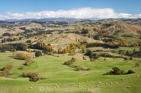 agricultural;agriculture;autuminal;autumn;autumn-colour;autumn-colours;autumnal;color;colors;colour;colours;country;countryside;deciduous;Esk-Valley;fall;farm;farming;farmland;farms;field;fields;Hawkes-Bay;leaf;leaves;meadow;meadows;N.I.;N.Z.;near-Napier;New-Zealand;NI;North-Island;NZ;paddock;paddocks;pasture;pastures;rural;season;seasonal;seasons;sheep;stock;tree;trees