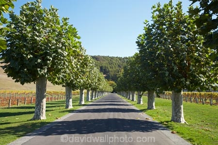 1851;avenue;avenues;Hawkes-Bay;Mission-Estate-Winery;N.I.;N.Z.;Napier;New-Zealand;NI;North-Island;NZ;road;roads;vineyard;vineyards;wineries;winery